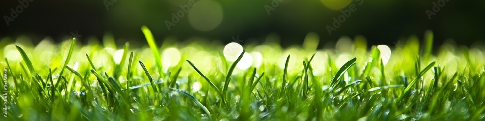 Fototapeta premium Close-up of lush green grass with a soft, blurred background highlighting nature's beauty.