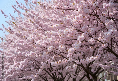 pink cherry blossoms