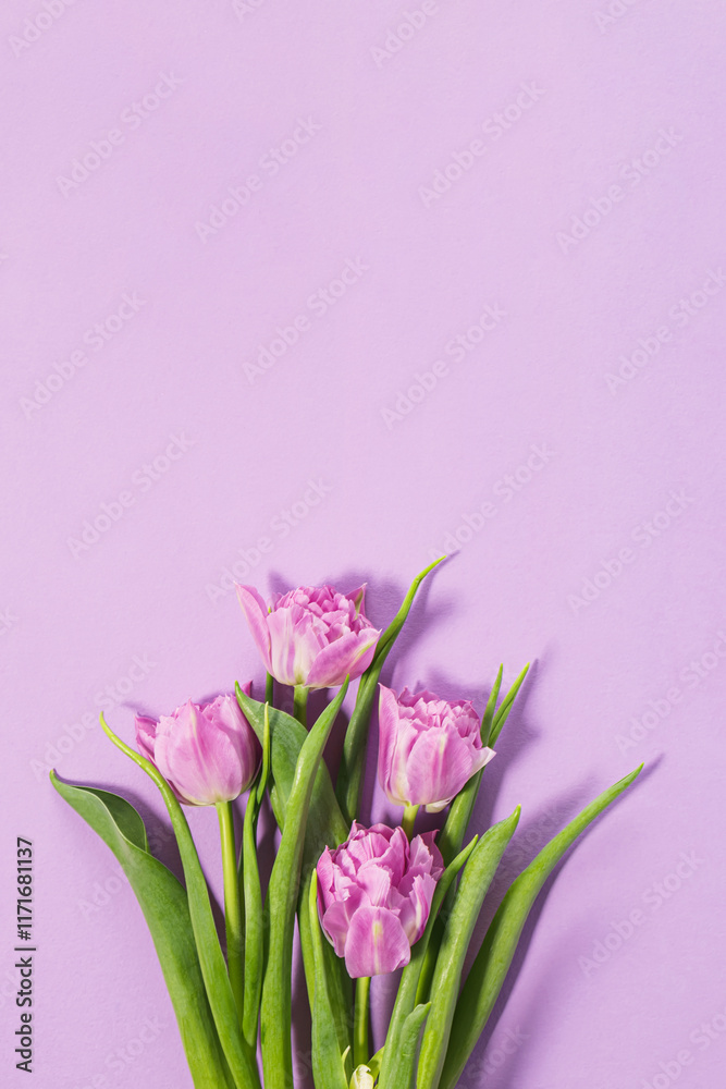 Fototapeta premium A delicate bunch of pink tulips on a smooth lavender backdrop.