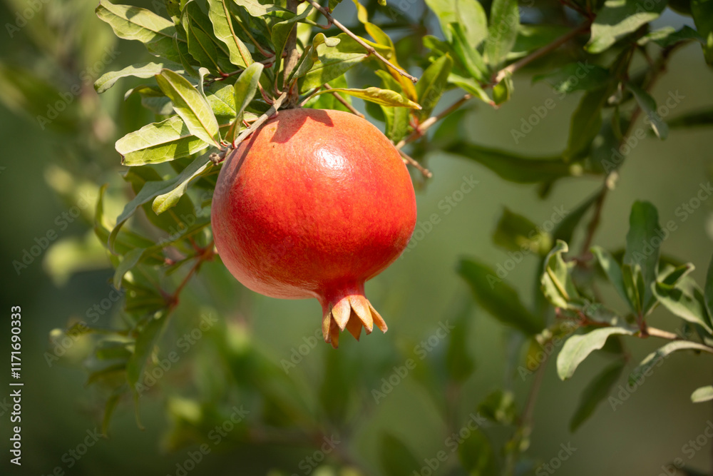 A Pomegranate in the Sunlight A Pomegranate in the Sunlight
