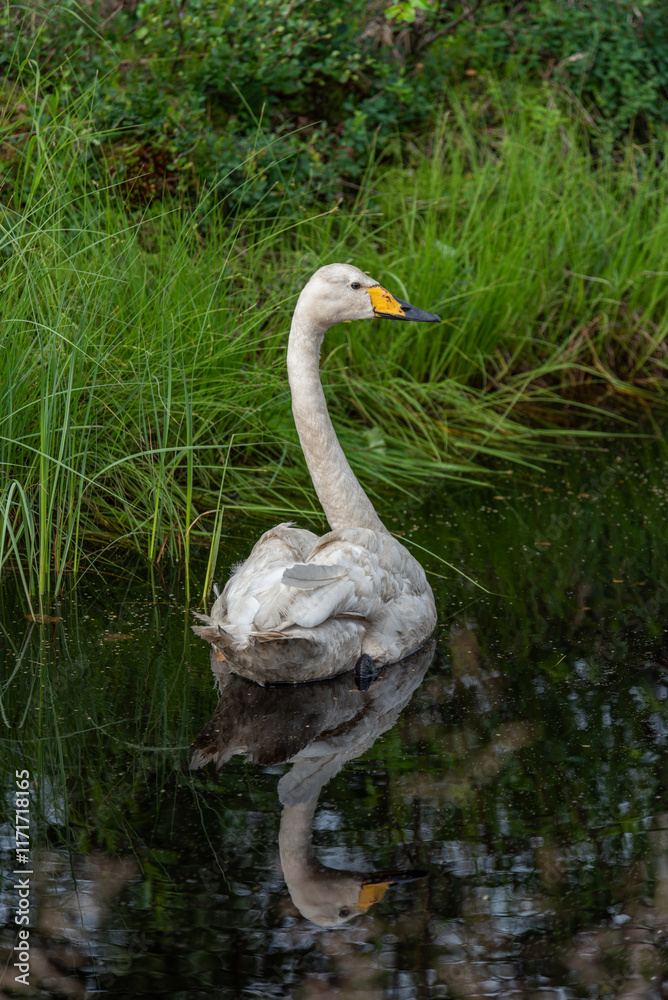 Obraz premium white goose swimming in the lake