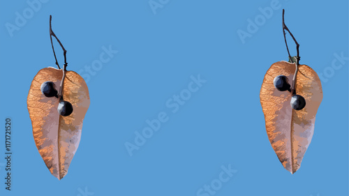 Koelreuteria paniculata dry seed pods isolated on blue background. Vector illustration. Template, postcard. Goldenrain tree, pride of India, China tree, and the varnish tree.
