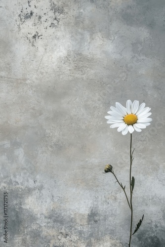 Bright orange flower standing alone against a minimalistic gray backdrop in s...