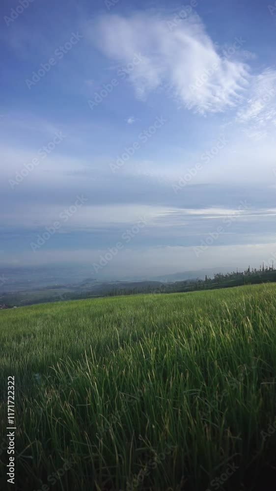 beautiful vertical video portrait Red onion plantations, looking green on the hillsides of the mountains beautiful vertical video portrait Red onion plantations, looking green on the hillsides of the mountains