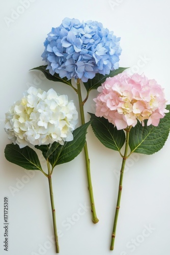Beautiful hydrangea flowers in blue, pink, and white on a light background