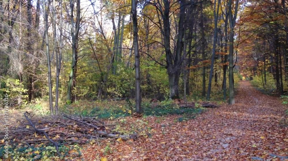 Forest with trees and leaves on the ground. The leaves are yellow and brown Forest with trees and leaves on the ground. The leaves are yellow and brown