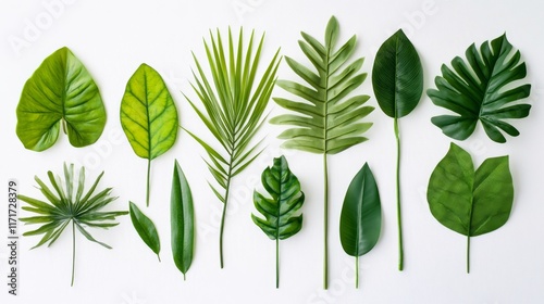 Different types of green leaves arranged artistically on a white background d...