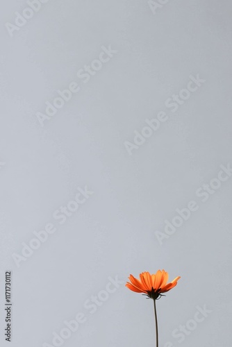 Bright orange flower standing alone against a minimalistic gray backdrop in s...