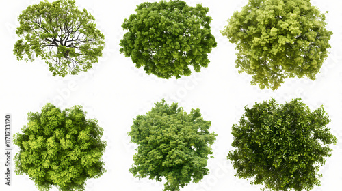 Six different tree canopies viewed from above isolated on transparent background png. Treetop. Illustration
