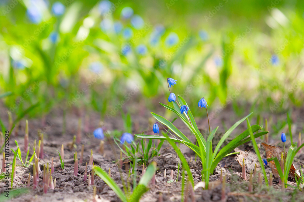 blue spring flowers on a green lawn blue spring flowers on a green lawn