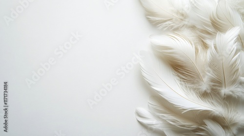 Delicate white feathers arranged gracefully on a light background