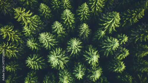 lush tree crowns top view