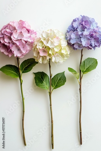 Beautiful hydrangea flowers in blue, pink, and white on a light background
