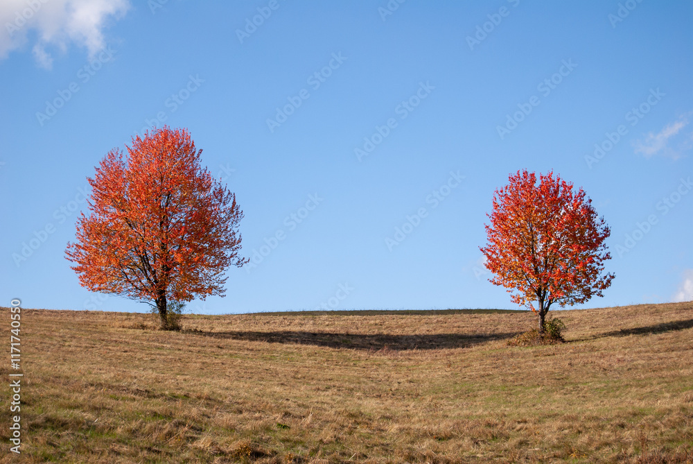 Obraz premium Two Vibrant Autumn Trees on a Hillside