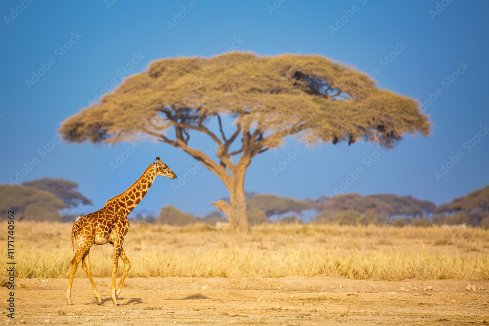 Obraz premium Giraffe in the African savannah against big acacia tree and blue sky. Amboseli National Park, Kenya. African Safari landscape.