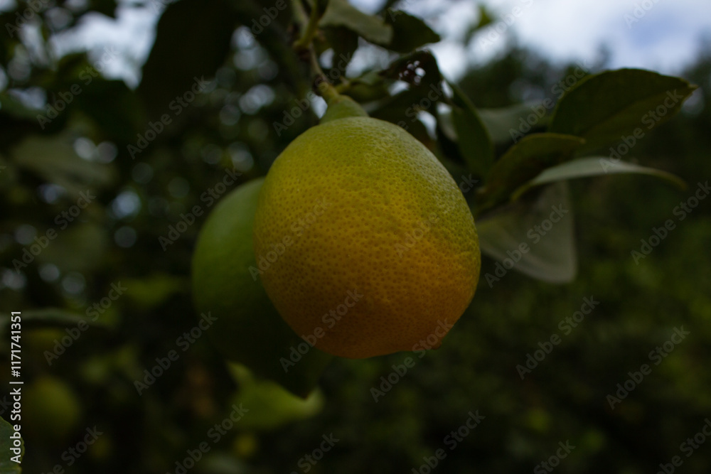 Lemons on lemon tree. Lemons on lemon tree.