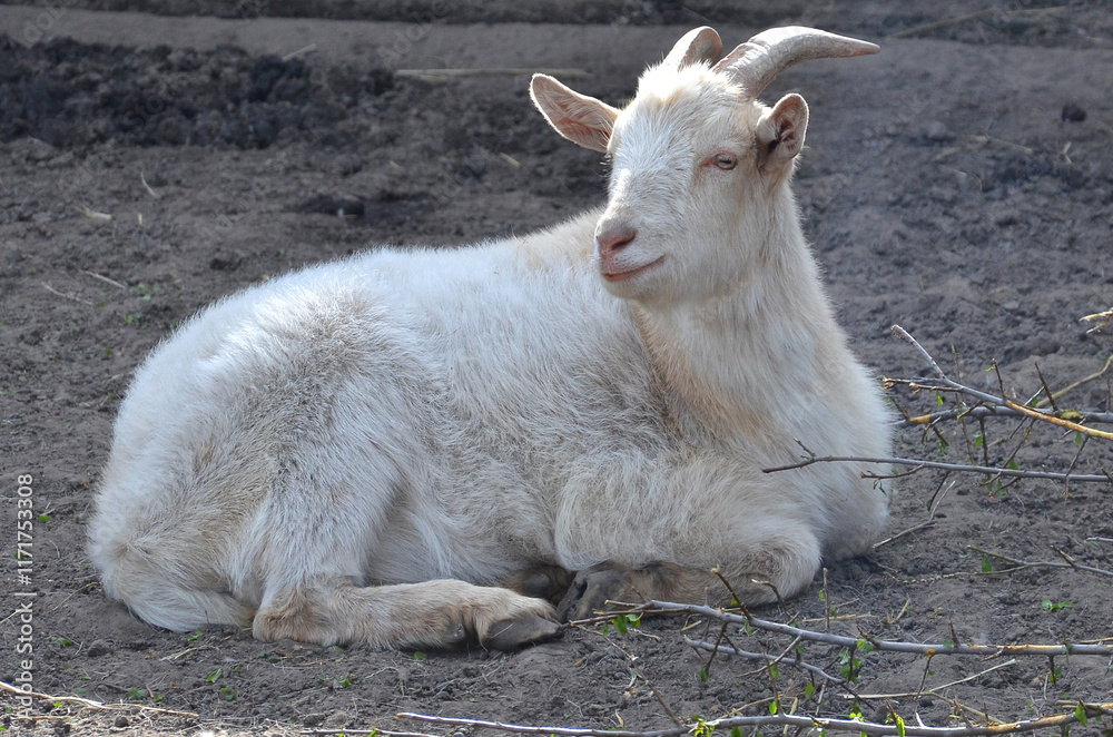White young goat resting in the farm yard. Closeup photo outdoors. Free copy space. White young goat resting in the farm yard. Closeup photo outdoors. Free copy space.