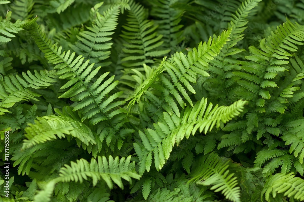 Lush green fern leaves background texture. (1) Lush green fern leaves background texture. (1)