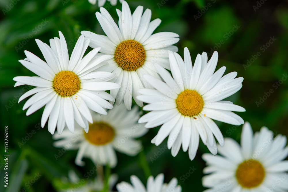 Beautiful white daisies blooming in a lush green garden during springtime Beautiful white daisies blooming in a lush green garden during springtime