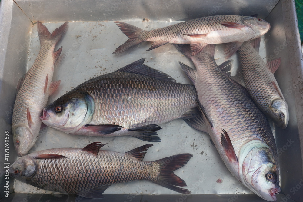 Rohu and catla fish in the water for sale Rohu and catla fish in the water for sale