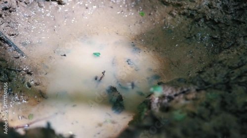 Mosquitoes flying over a small puddle. Slow shot.