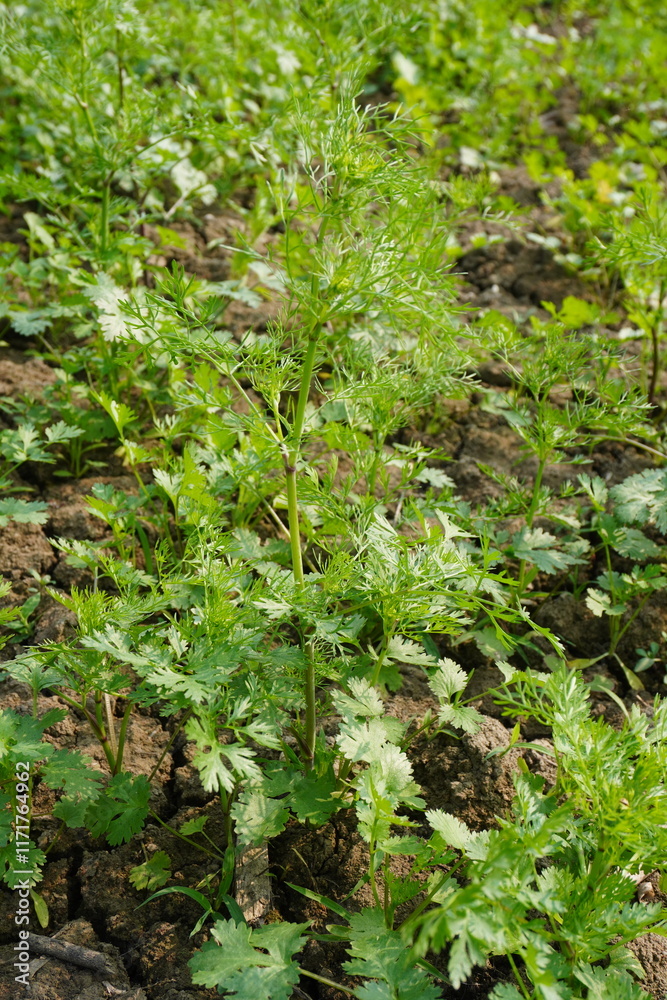 Coriander plant in close up with a blurry background Coriander plant in close up with a blurry background