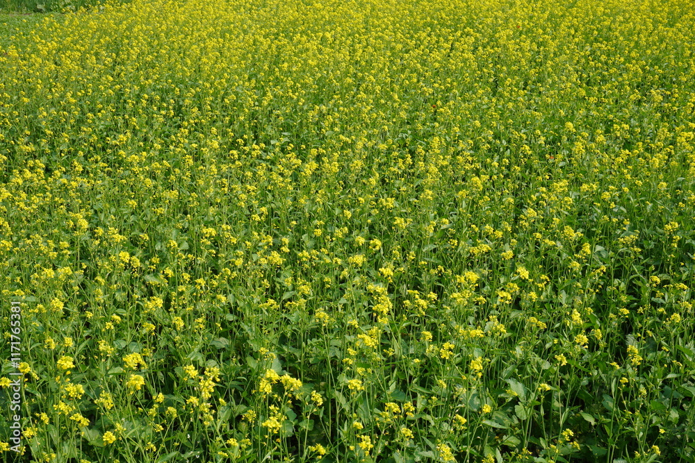 The mustard field with its yellow flowers The mustard field with its yellow flowers