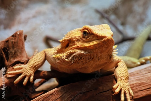 irland bearded dragon sitting on a branch