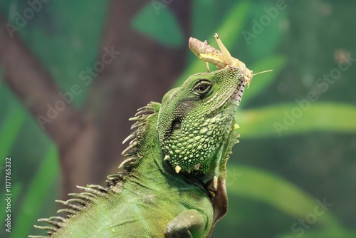 a cricket sitting on the head of a marsh dragon photo