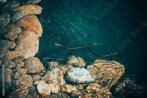 A snake is swimming in the lake.
