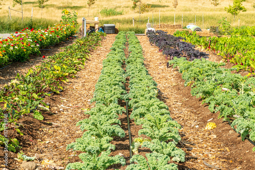 Bushes of lettuce salad seedlings in the soil of urban garden. Summer agricultural landscape farming and gardening in the city.