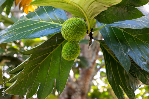 Marzipan fruit, on its tree ( Artocarpus camansi, also bread nut, moraceae, bread, artocarpus altilis, seed bread, bread nut fruit, kluwih ). photo