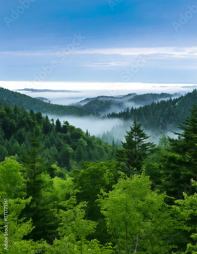 Expansive Misty Forest View