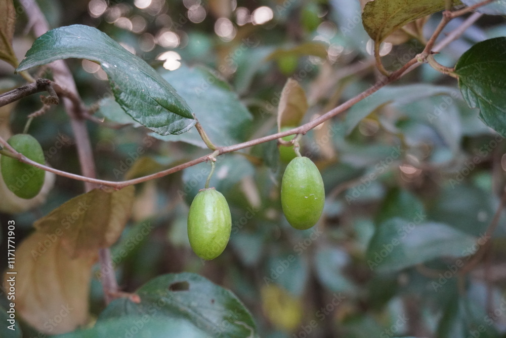 Indian jujube hanging from the stalk of the tree in close up Indian jujube hanging from the stalk of the tree in close up