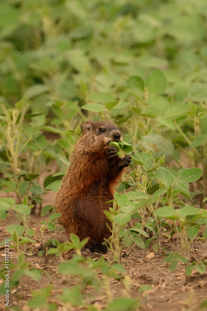 An alert cute baby groundhog sitting up on its back legs damaging crops on a bean field An alert cute baby groundhog sitting up on its back legs damaging crops on a bean field