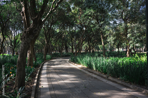 Tranquil and relaxing Park setting with a path and trees. Lovely greenery and nature of Chapultepec Park in Mexico City