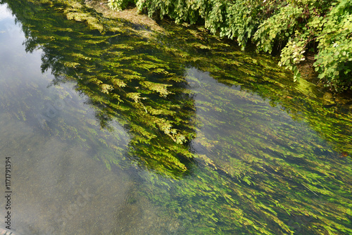 Fototapeta Naklejka Na Ścianę i Meble -  A view of clear river water with abundant green aquatic plants gently flowing with the current, alongside a lush green riverbank of Korana river in Karlovac