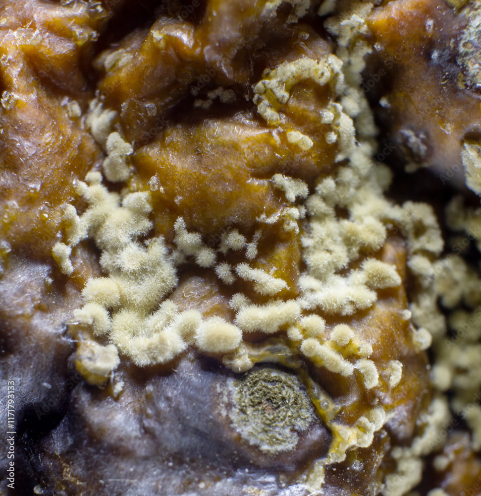 Dangerous mold and bacteria. The concept of dampness, moisture, dust, and respiratory problems. Microscope fungi on food Dangerous mold and bacteria. The concept of dampness, moisture, dust, and respiratory problems. Microscope fungi on food