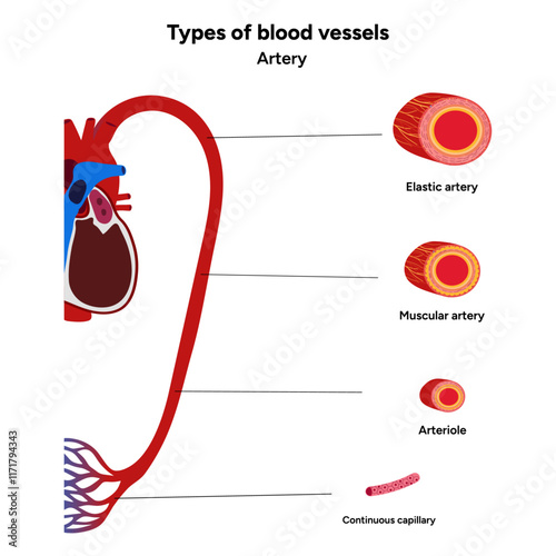 Types of blood vessels circulate blood throughout body. Oxygen to vital organs and tissues. Veins, arteries and capillaries. Medical information and diagram Artery
