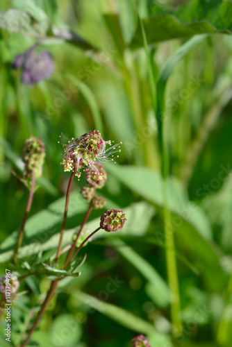Salad burnet flower photo