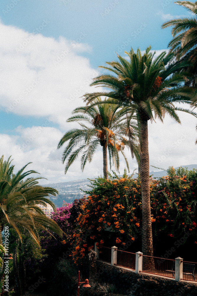 Fototapeta premium Colorful Garden with Palm Trees in Tenerife, Spain