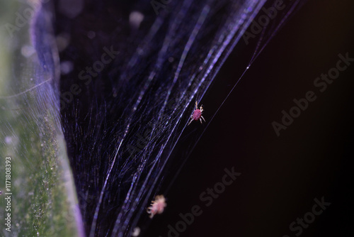 Tetranychus urticae red spider mite or two-spotted spider mite
