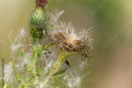 Thistle seed-head drying and starting to disperse seeds photo