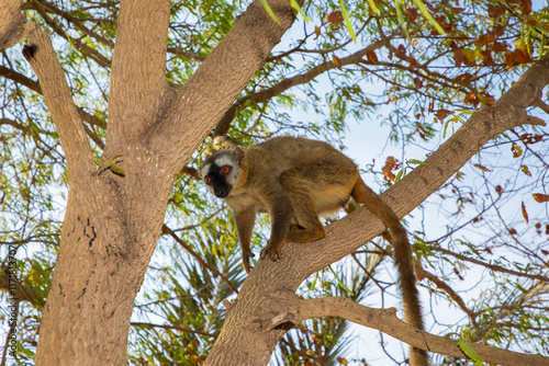 Red-bellied Lemur - Eulemur rubriventer, Cute primate.