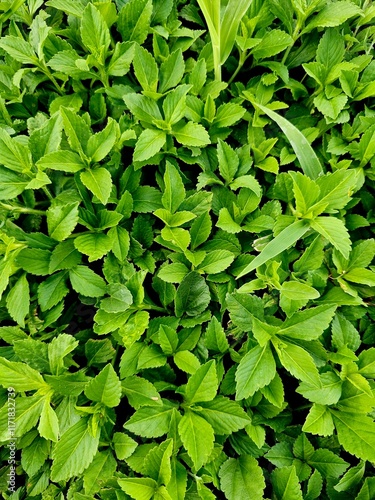 Wallpaper Mural Un suelo lleno de vida Torontodigital.ca