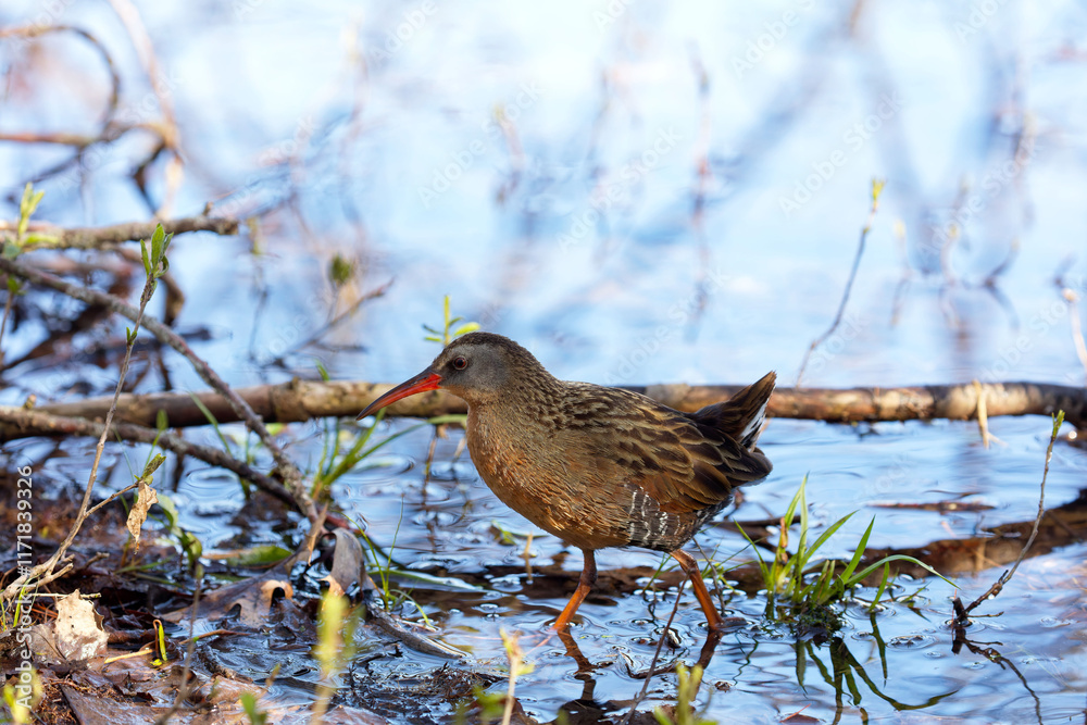 Fototapeta premium The Virginia rail (Rallus limicola) , small waterbird. Is a marsh bird with a long, heavy bill and a short, upturned tail.