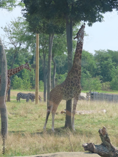 giraffe in the savannah