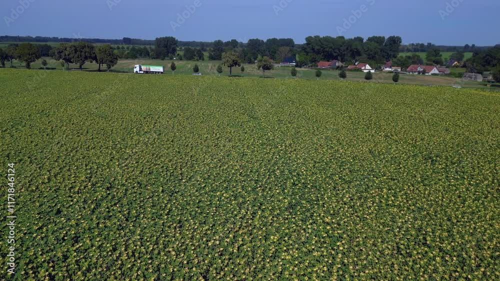 Endless sunflower field, vast land blue sky. Majestic aerial view flight drone