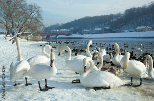 Swans By Neman River In Kaunas Old Town In Winter photo