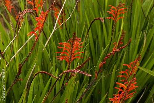 Flora of Gran Canaria - Chasmanthe aethiopica, Cobra Lily, introduced and invasive species, natural macro floral background photo